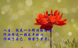 生活感悟经典句子,生活感悟经典句子的智慧之光